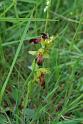 ophrys fusca